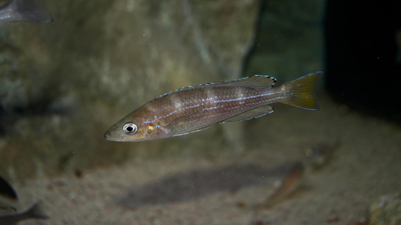 Paracyprichromis sp. 'brieni two-stripe' Izinga